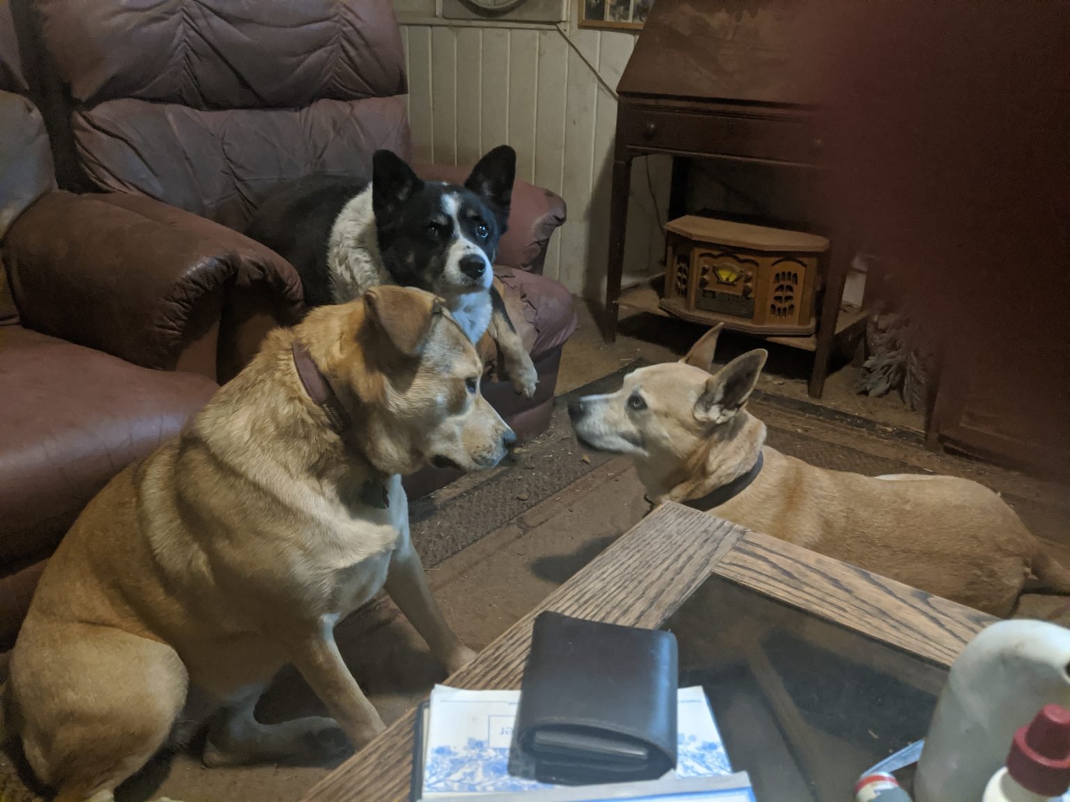 Queenie (The Matron) on her thrown with Newman and Sweetie - California